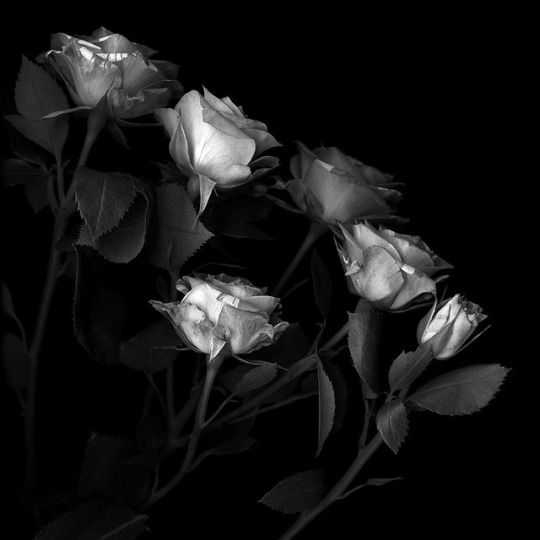 Blanco § Negro y Color - Página 21 Tumblr_ouesssKD1m1u70olbo1_540