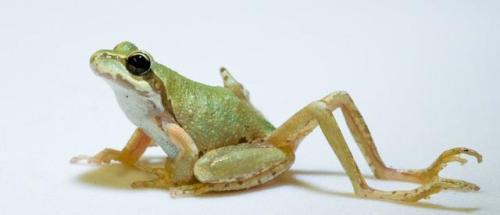 This photograph shows a Pacific tree frog infected by parasites from the genus Rebeiroia. They can cause extra limbs - or no limbs - to grow. This typically makes them easier prey for birds which completes the parasites life cycle.