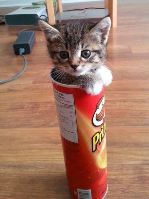 thacrazyanimal:Pringle cat