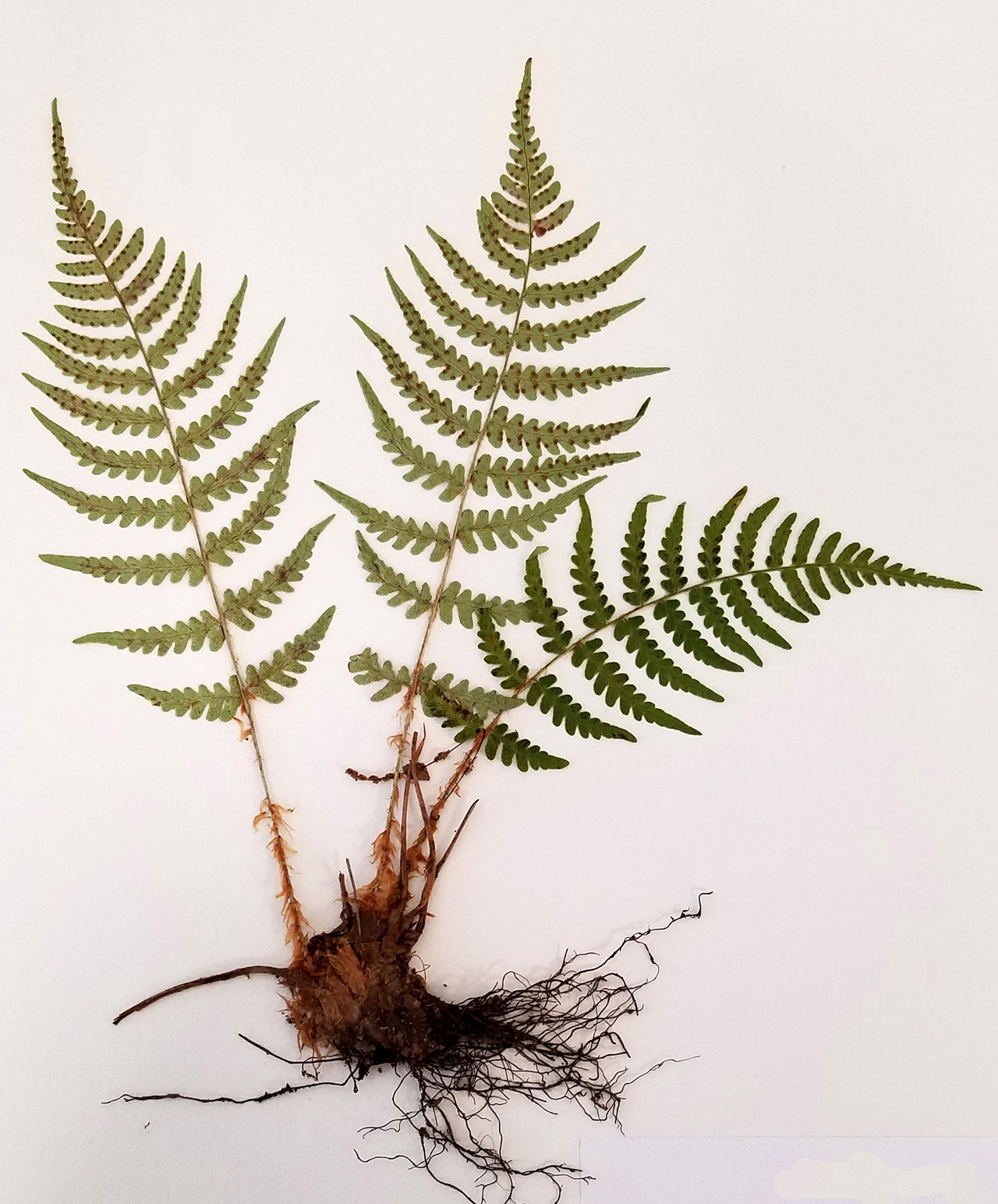 The Bashful Botanist — Mounting herbarium pressed specimens for the...