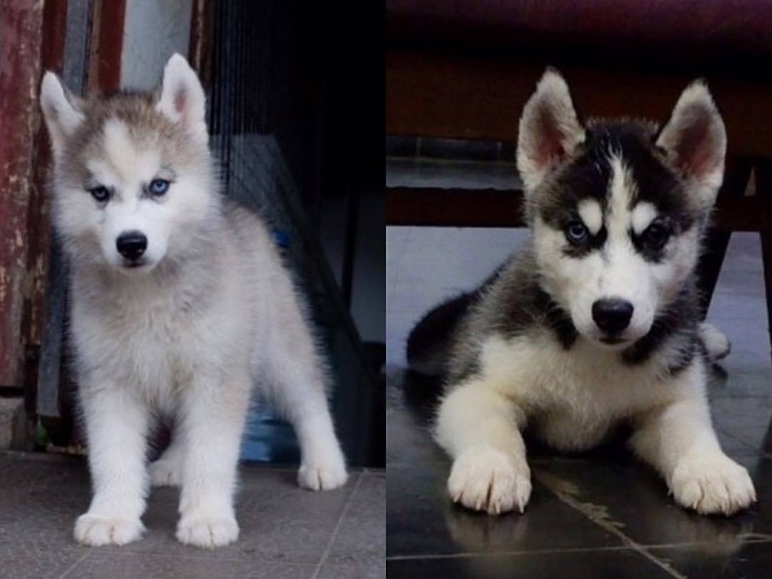 Anjingdijual Jual Puppy Siberian Husky Murah 1 Jantan