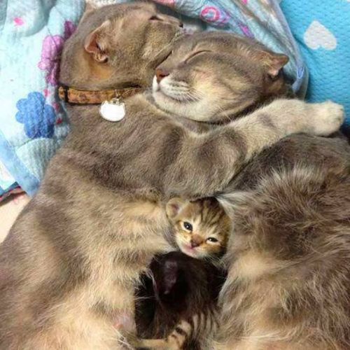 cuteness-overdose