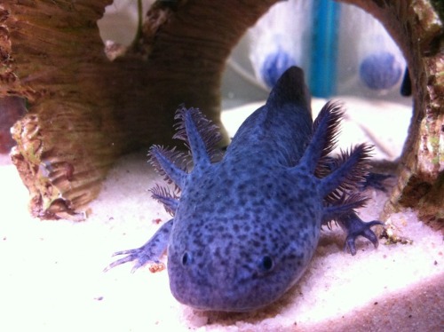 purple axolotl | Tumblr