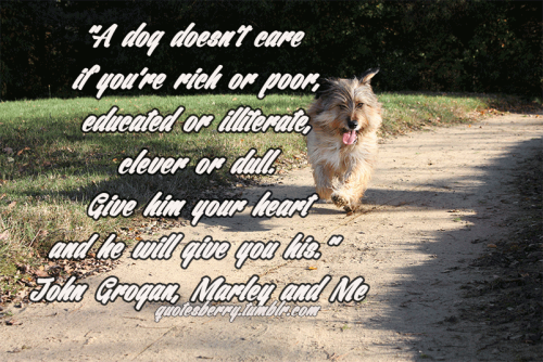 A Dog Doesn’t Care If You’re Rich Or Poor, 