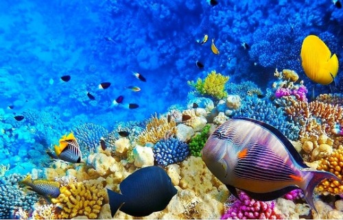 Coral Reef, Red Sea, Egypt