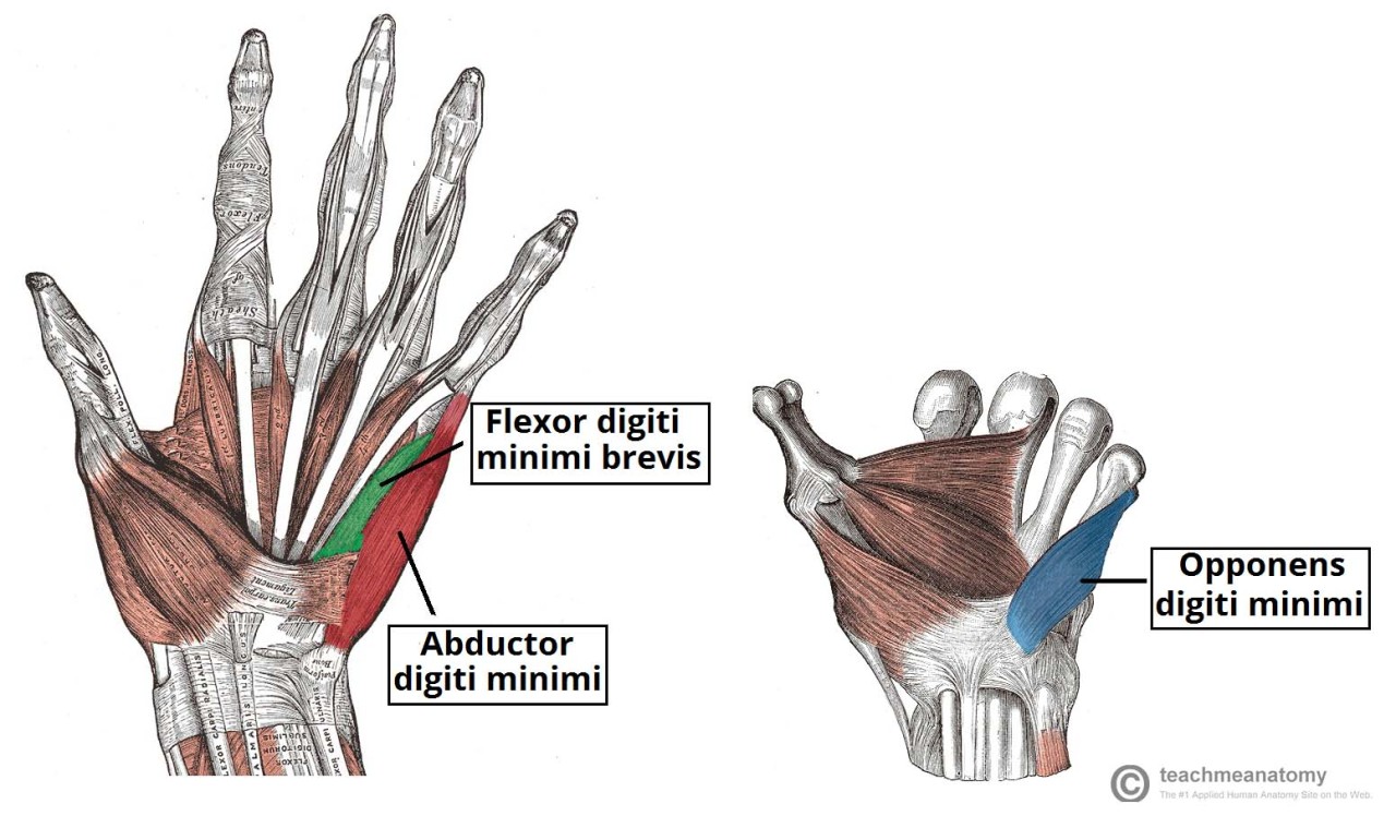 Cynical Anatomy : Intrinsic Muscles of the Hand The intrinsic...