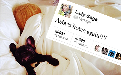 lana-del-grey: LDR AU → Lana is jealous of Gaga’s dog Asia and...