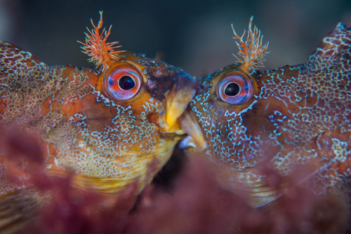 mymodernmet:Amazing Winners of the 2018 Underwater...