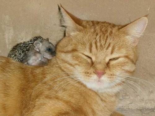 blackmorgan:Mama ginger kitty adopts four orphaned baby...