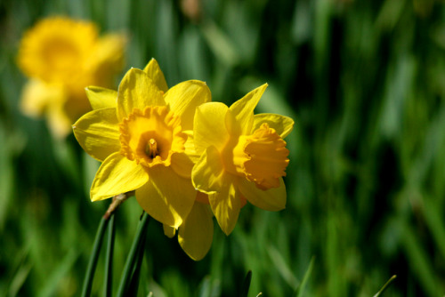 daffodils on Tumblr