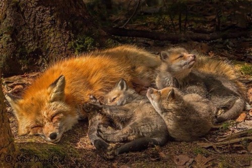 everythingfox:The Family //Steve Dunsford