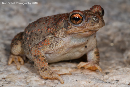 toadschooled:An incredibly nice red-spotted toad [Anaxyrus...