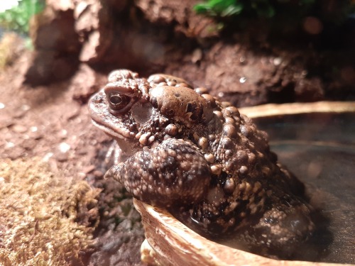 toadsandtiels