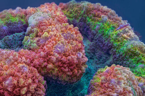 Acanthastrea | Coral reef photography, Coral, Coral reef