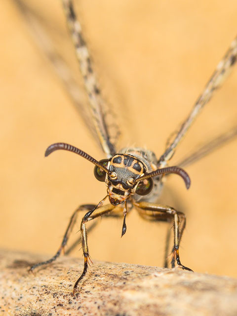 bowelflies:antlion pupation is so fucking good to look at and...