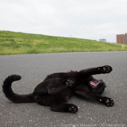 降参。#cat #ねこ...