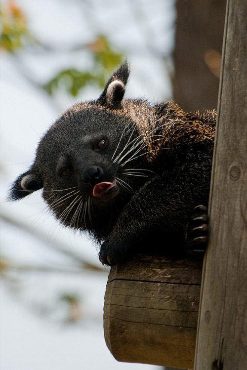 Asian Bearcat Tumblr