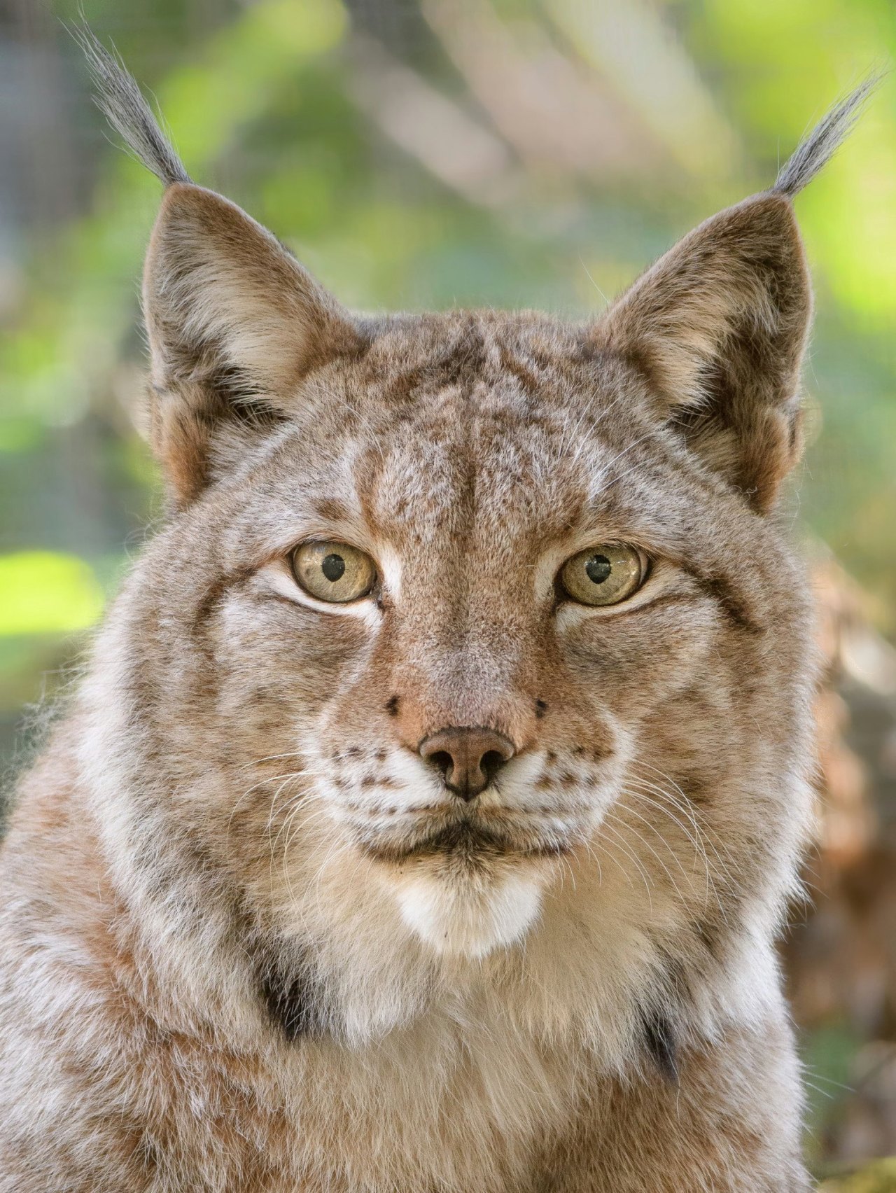 Eurasian lynx, Stoli. Shaken, Not Stirred. (📷:...