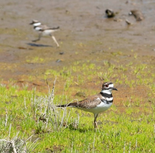 #sandpiper #mud...