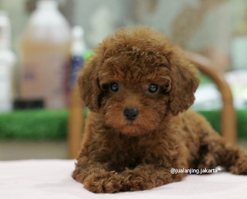 jualanjingjakarta — Fs… Puppies poodle Female 2 momth Curly & calm...