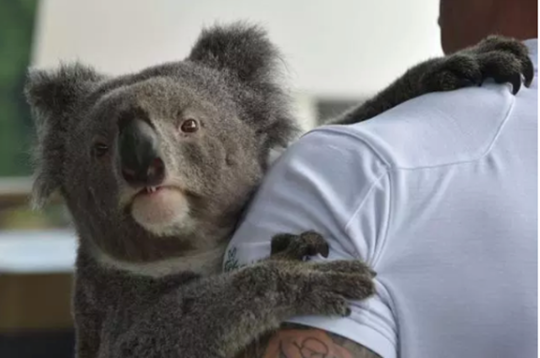 Koala is trying to climb men from the back