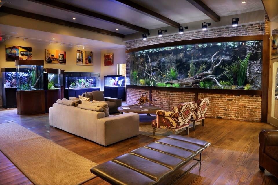 beta fish living room