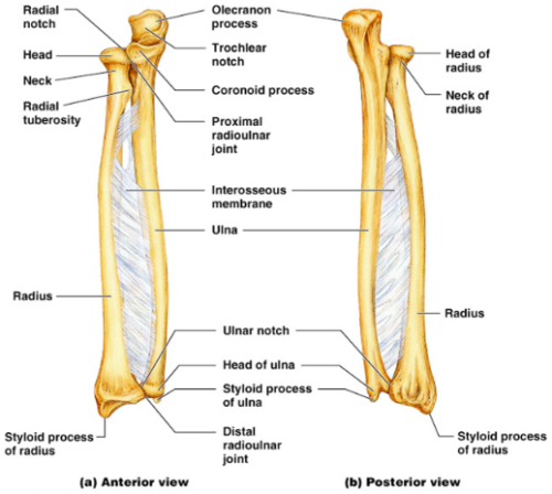 AnatomyMasters