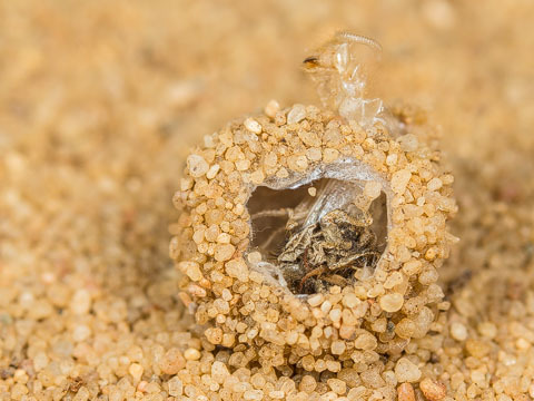 bowelflies:antlion pupation is so fucking good to look at and...