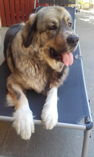 Caucasian Shepherd Dog Tumblr