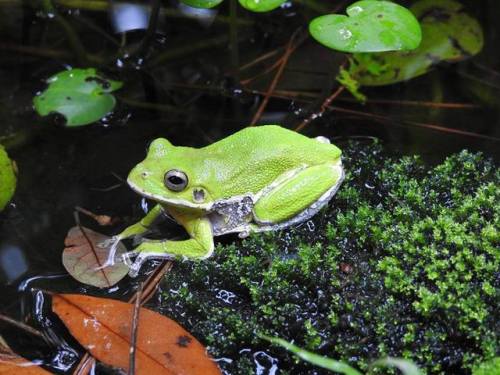 typhlonectes:Barking treefrog, Hyla gratiosa, on a palmetto,...