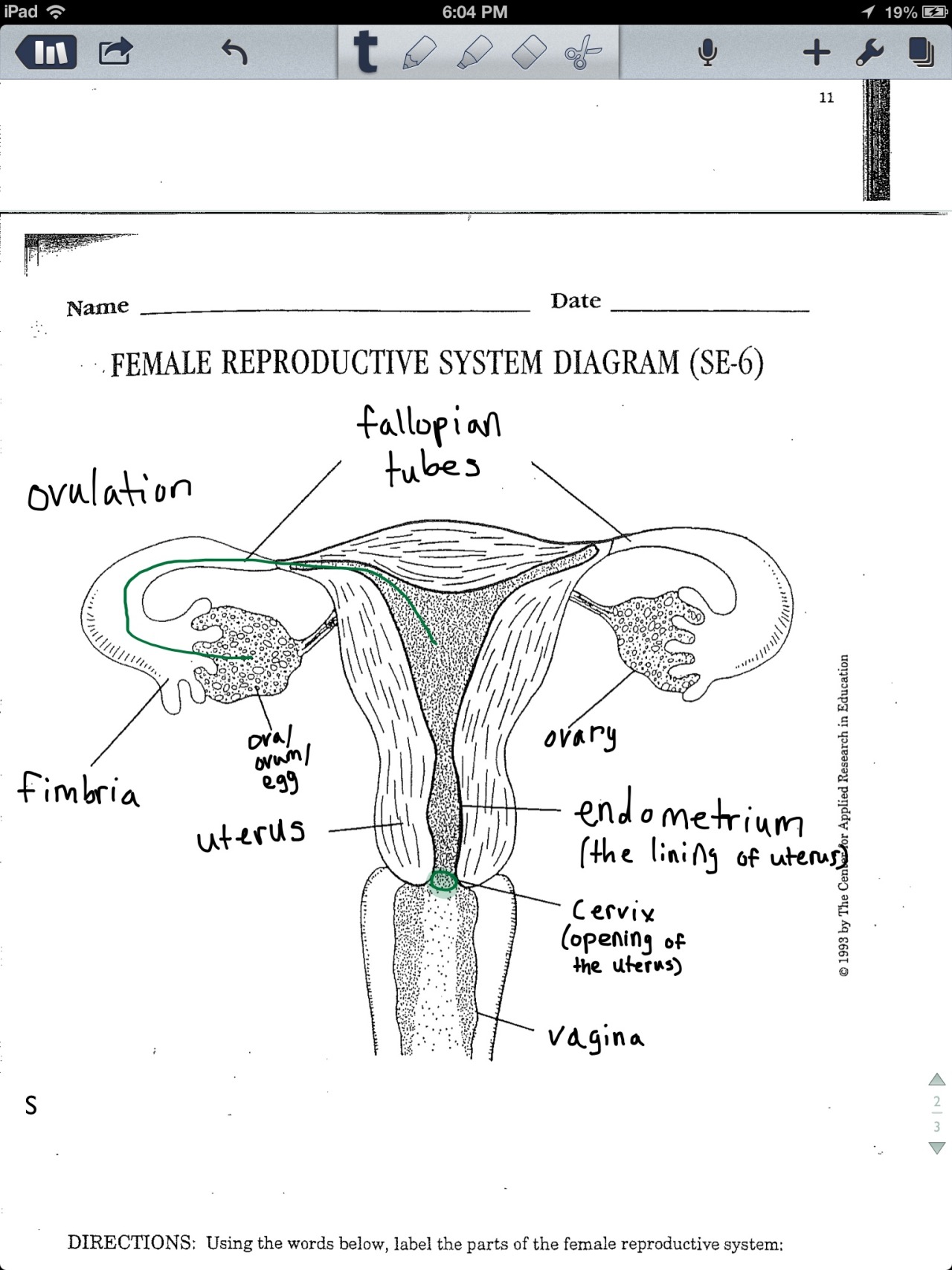 Female Reproductive System Diagram External View AflamNeeeak