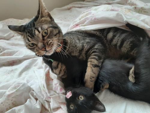 cutecatpics