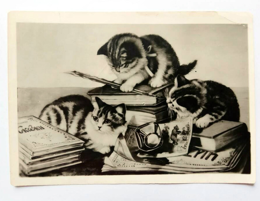 Kitten photo postcard from the fifties (buy here)