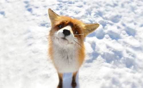 boredpanda:15+ Stunning Winter Fox Photos That’ll Make You...