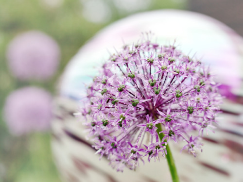 allium flower Tumblr