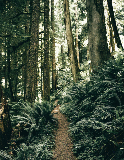 hannahkemp:Hiking Trail//Oregon June 2017Prints//Instagram