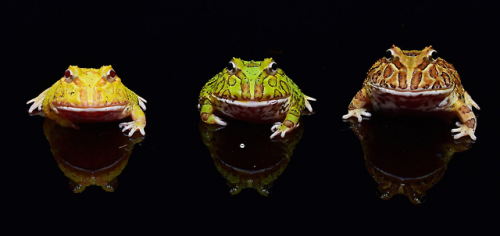 toadschooled:A lovely little trio of young Cranwell’s horned...