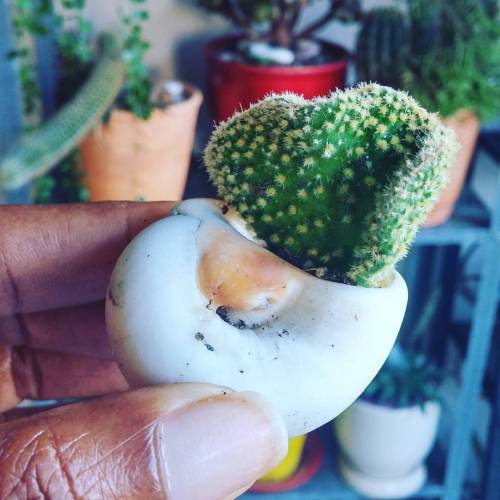 almcleary:#Sea #shell and #cactus #beach #succulent...