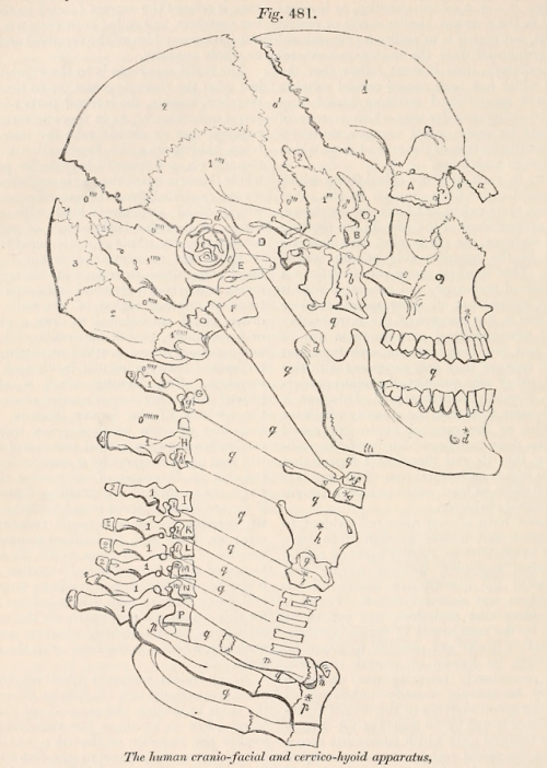 nemfrog:Fig. 481. “The human cranio-facial and cervico-hyoid...