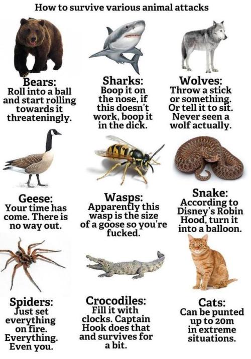 shittylifeprotips:SLPT: How to Survive Animal Attacks