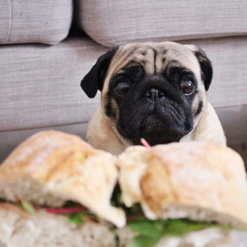 funny pug on Tumblr