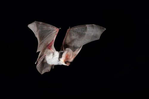 ainawgsd:Spotted BatsThe spotted bat (Euderma maculatum) can...