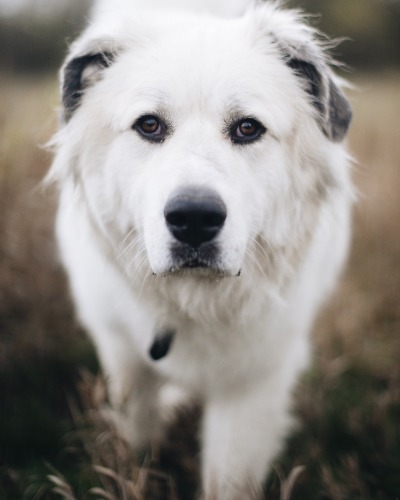 Resultado de imagen para Pyrenees tumblr
