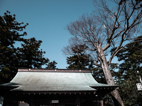 花粉すごい。