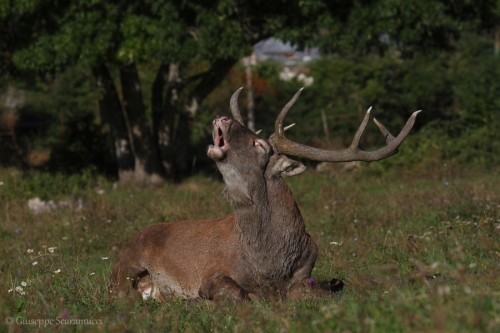 superbnature:i’m the wood’s king by ironsnake62...