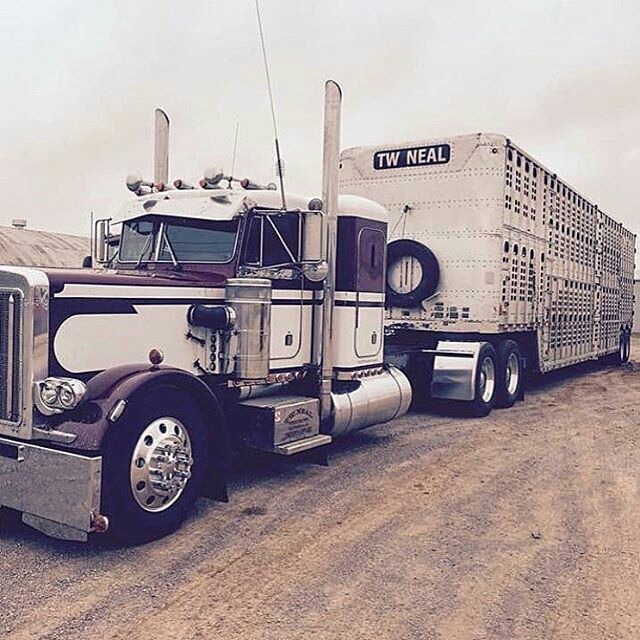 Semitrckn — Peterbilt custom 359 bull hauler