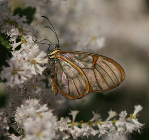 insect butterfly animals nature spring