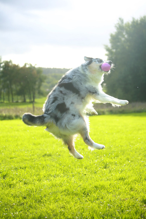 kiwiaussie:Catch the ball!