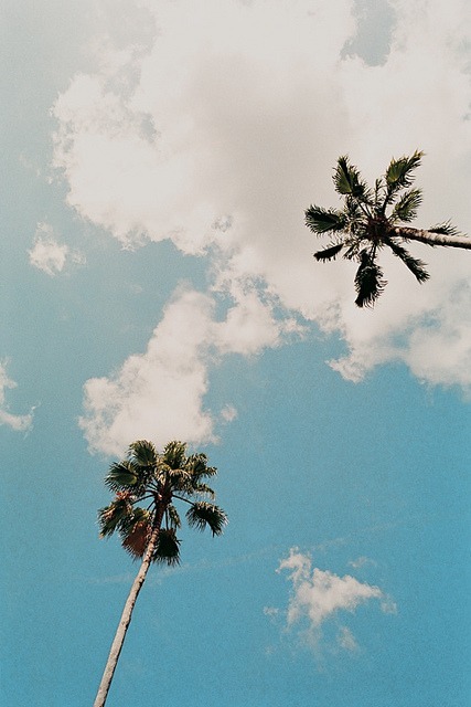 hawaii on Tumblr