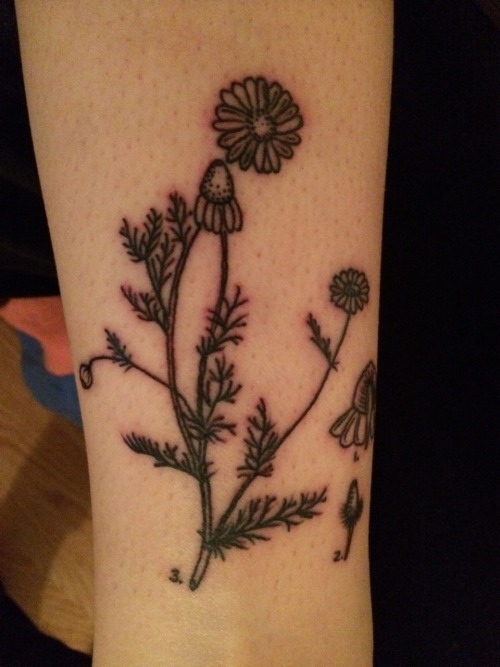 Botanical tattoo on Tumblr